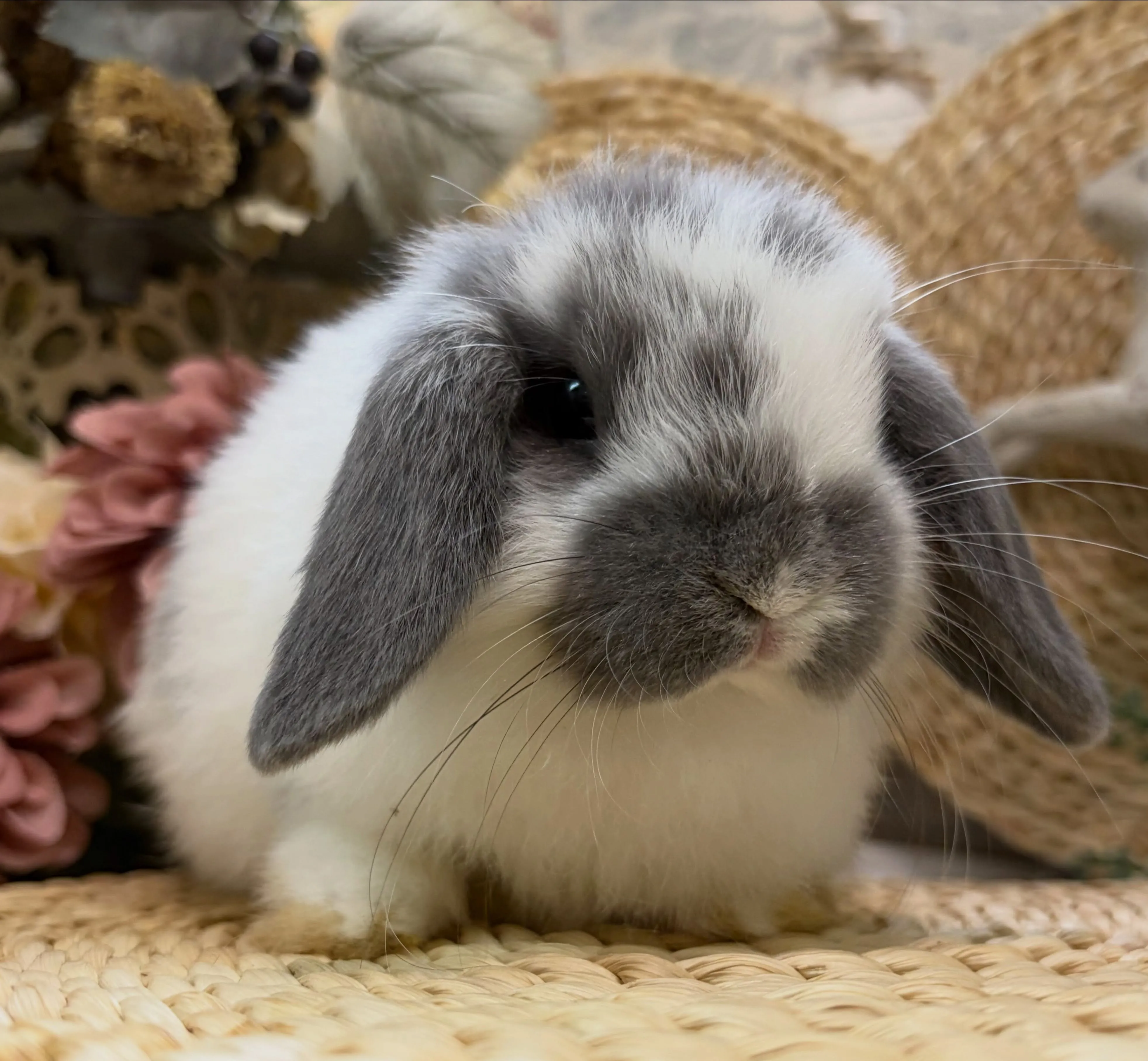 ⭐︎店頭デビュー⭐︎