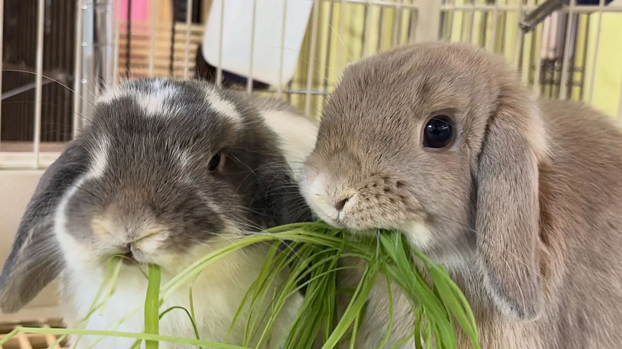 ⭐︎千葉県産生牧草⭐︎