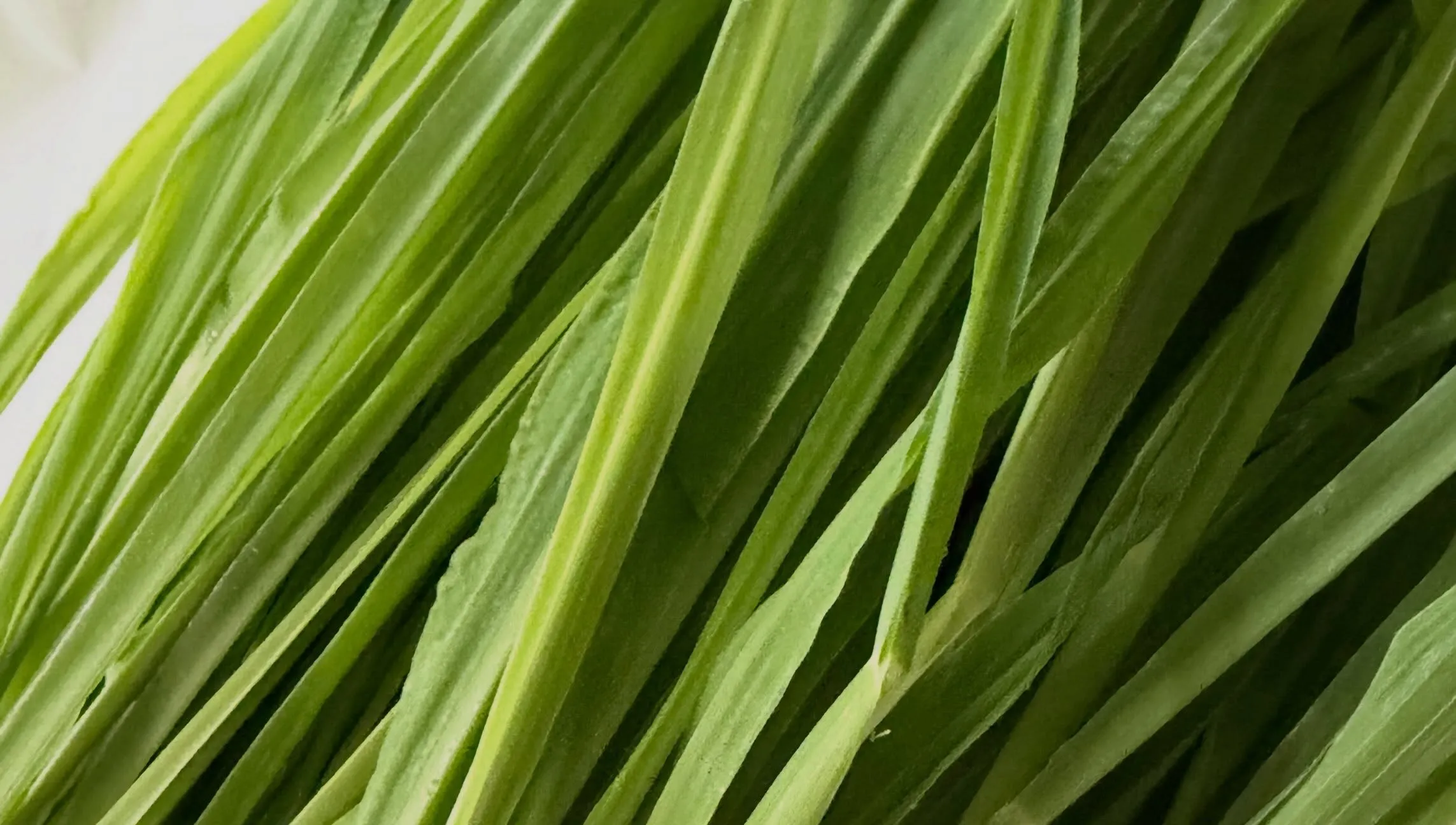 ⭐︎千葉県産生牧草⭐︎