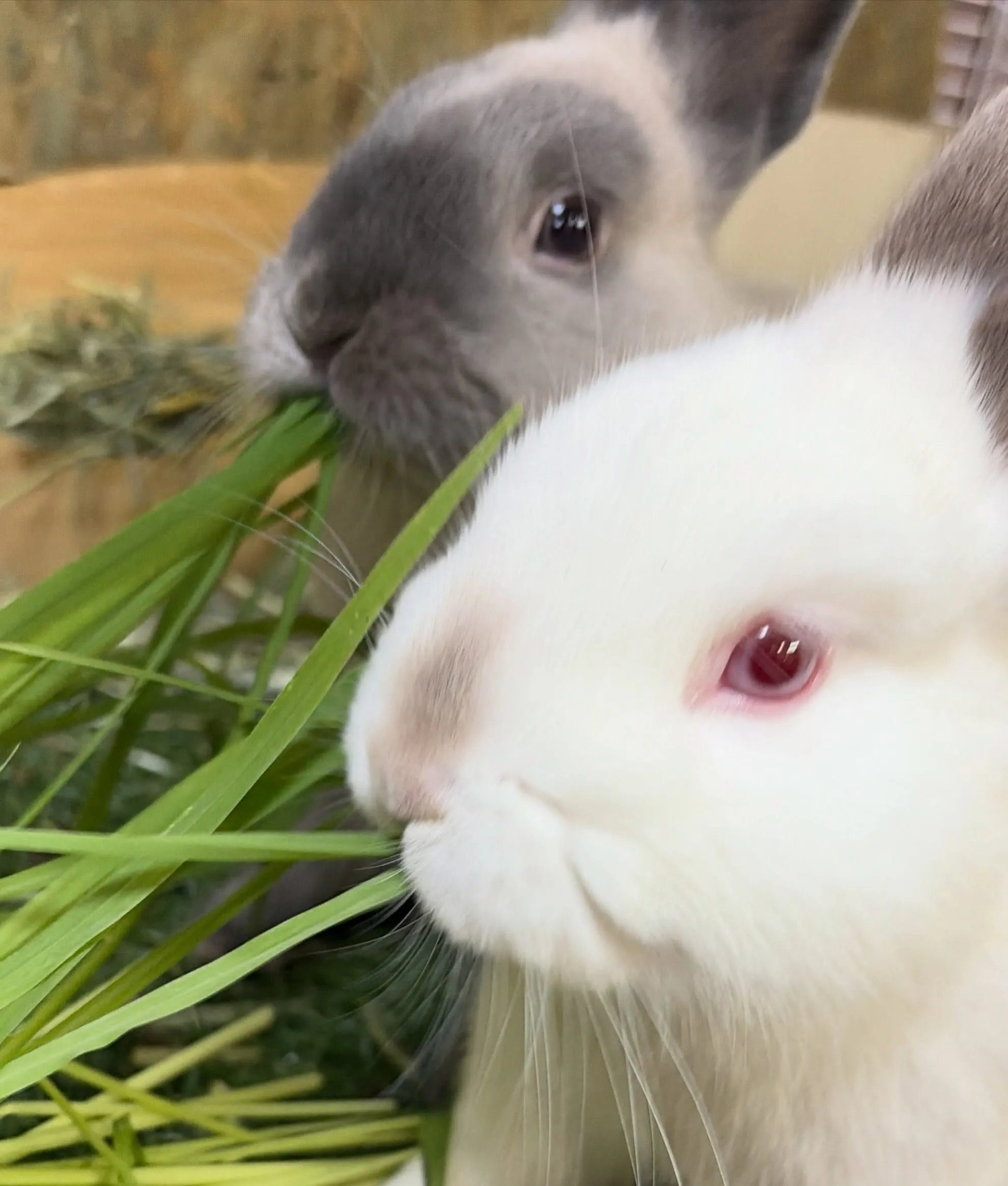 ⭐︎生牧草⭐︎
