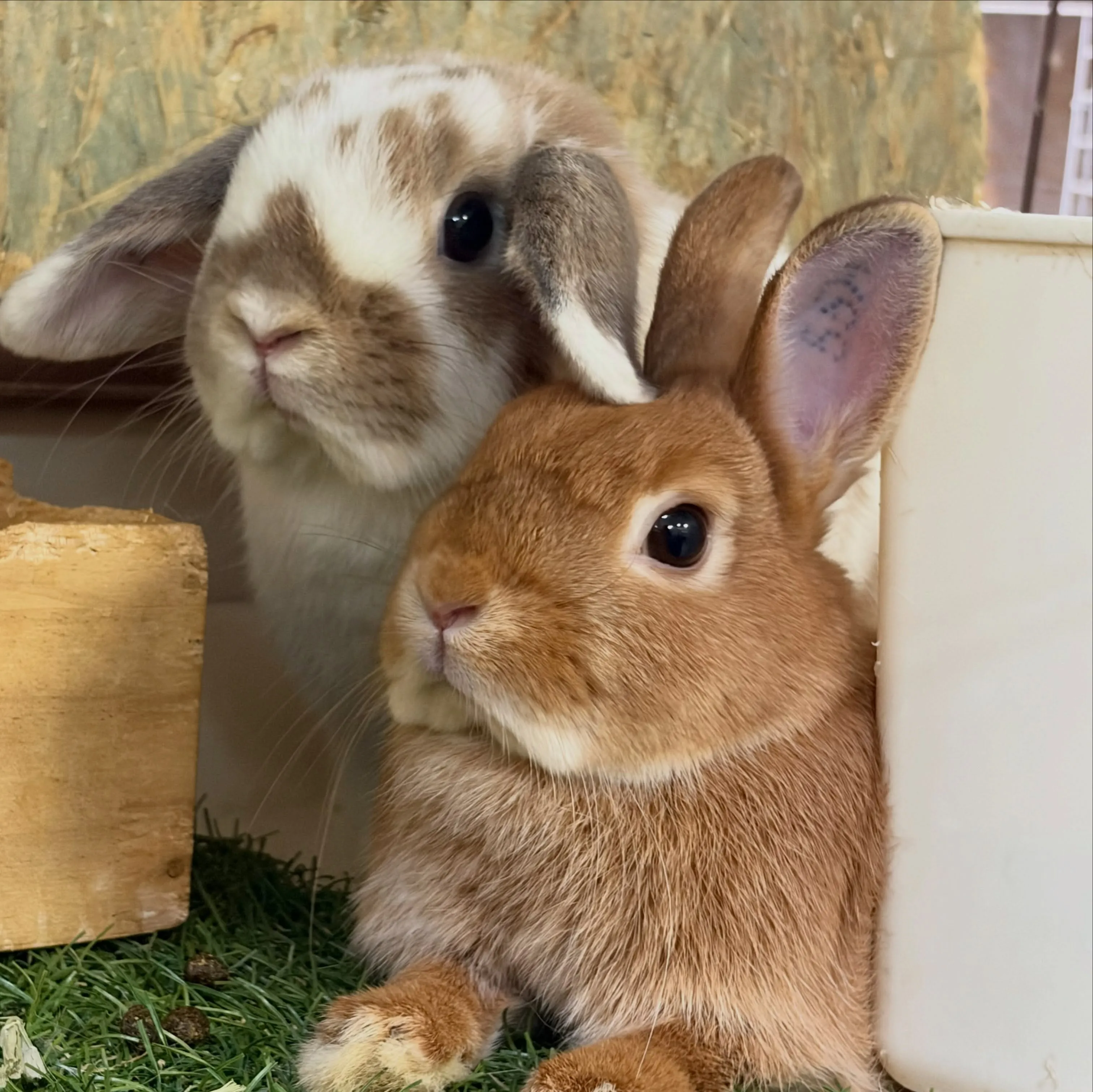 ⭐︎仲良しうさぎ⭐︎