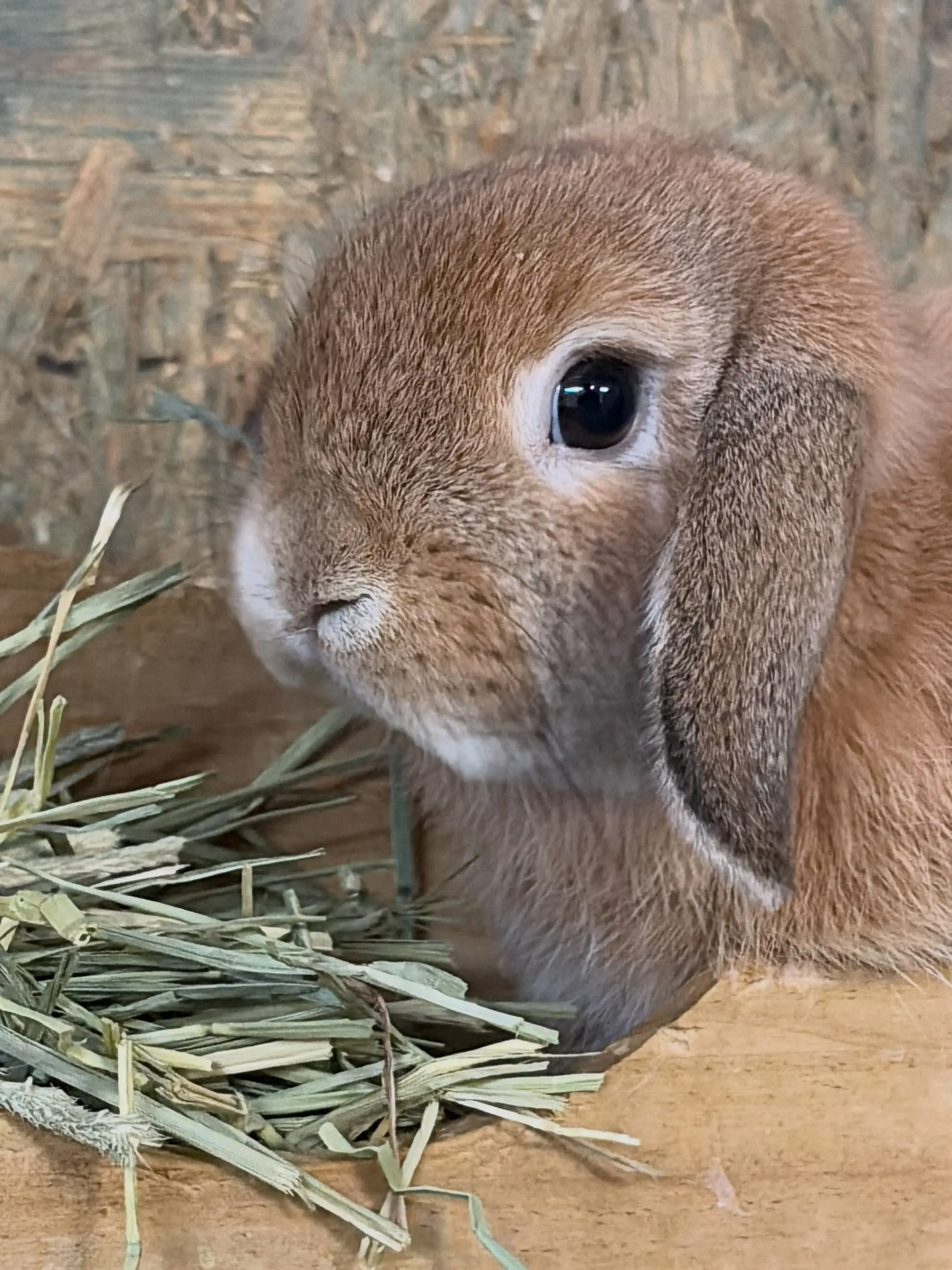 ⭐︎チモシー⭐︎