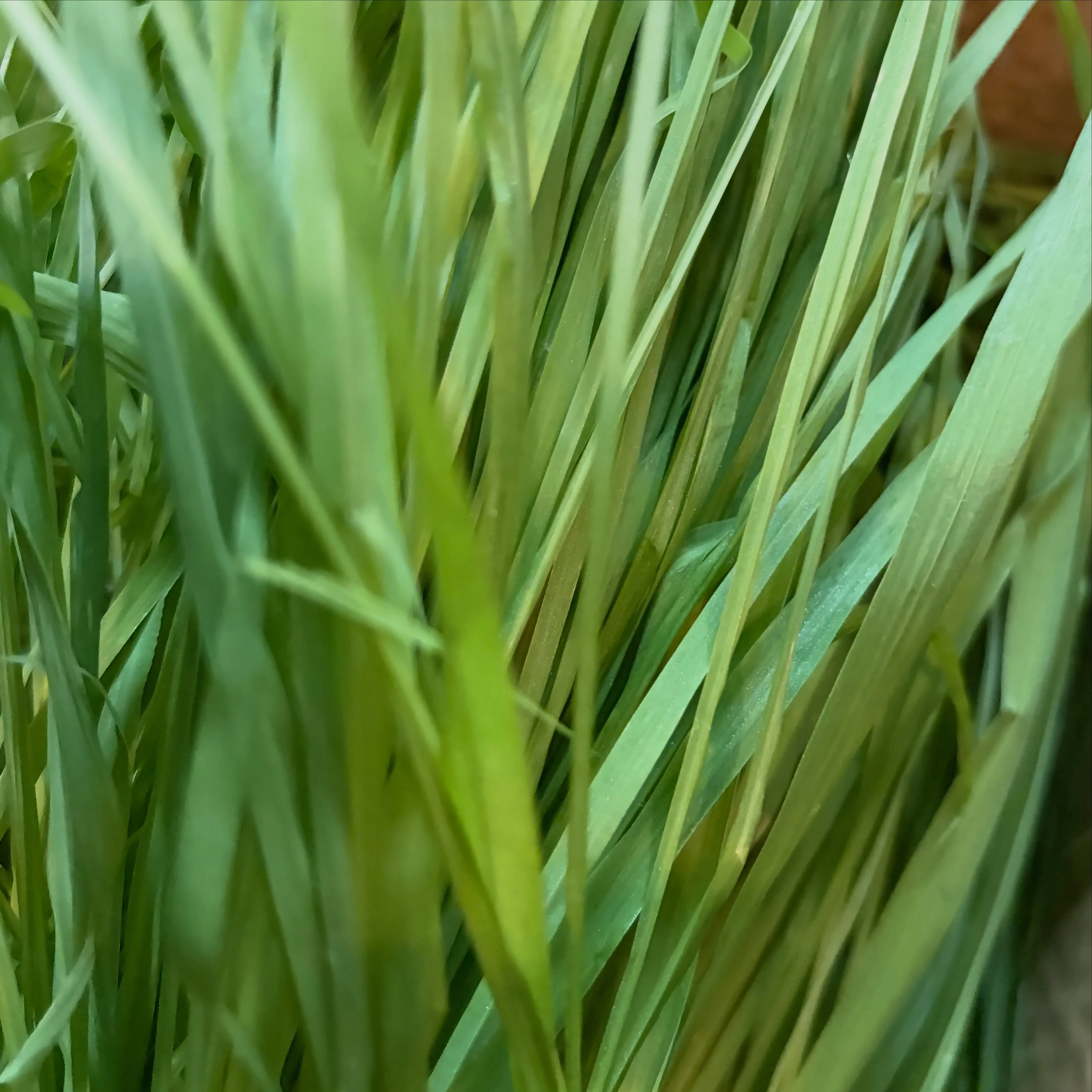 ⭐︎生牧草⭐︎