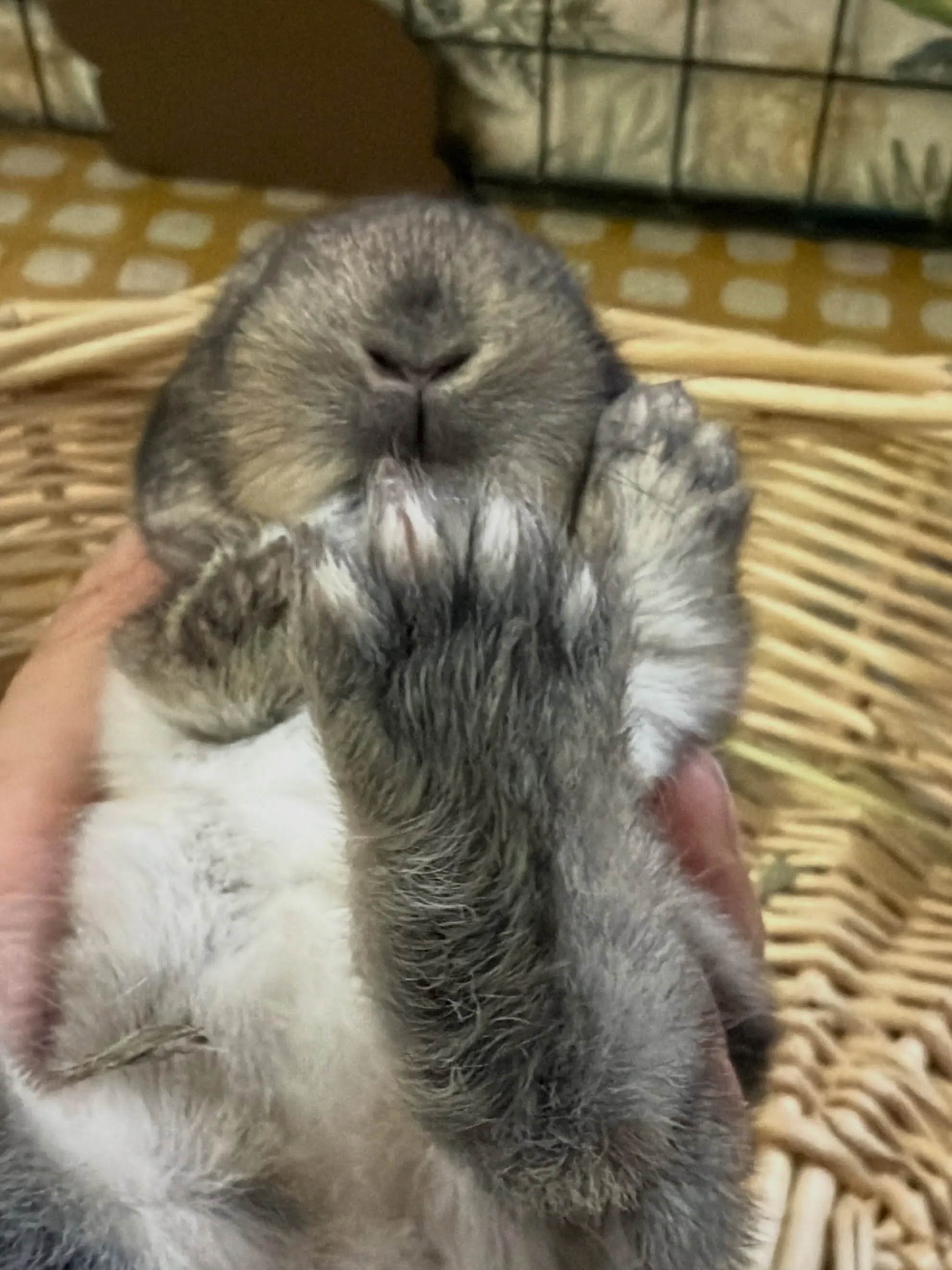 ⭐︎チェスナットカラー⭐︎
