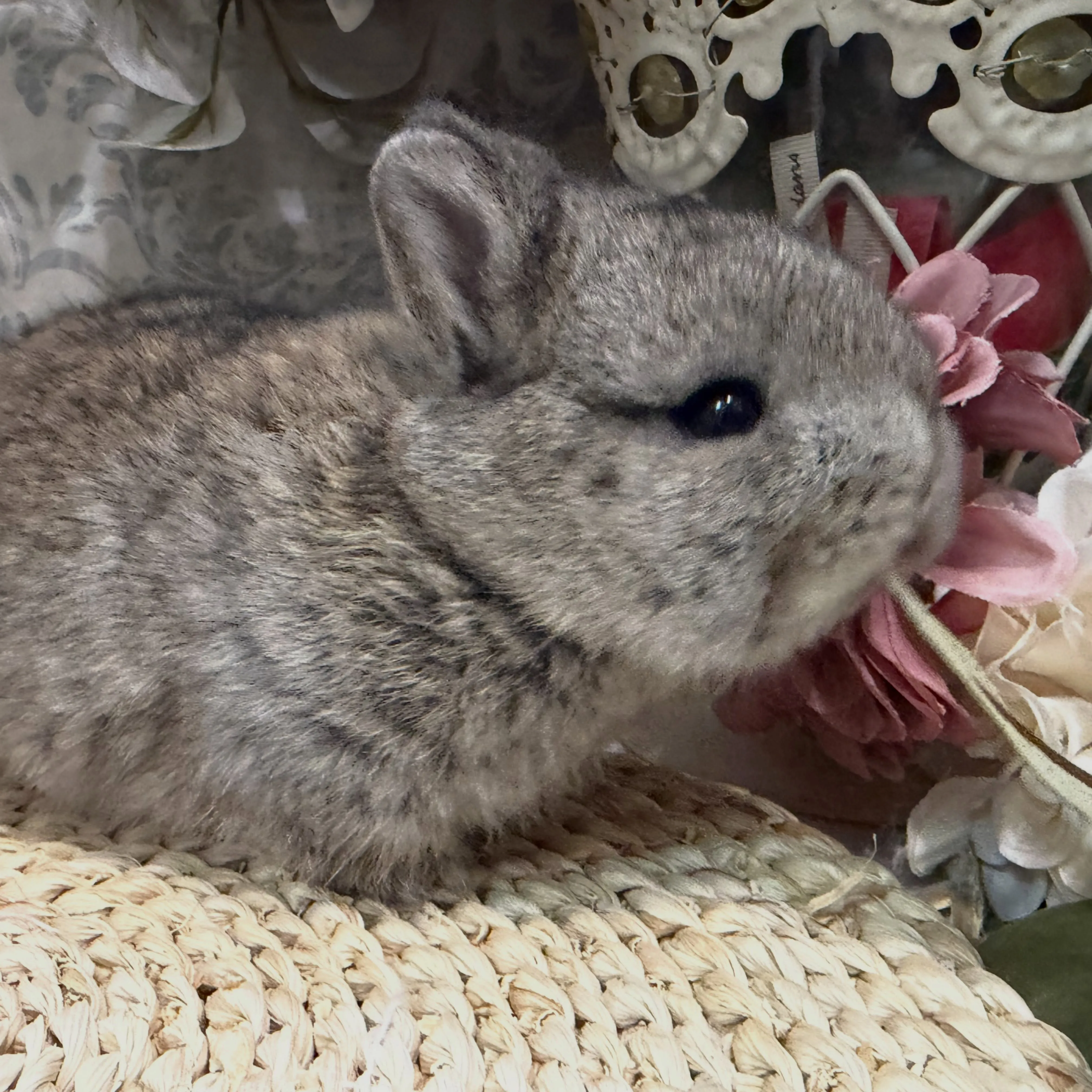 ⭐︎なめこベビー⭐︎