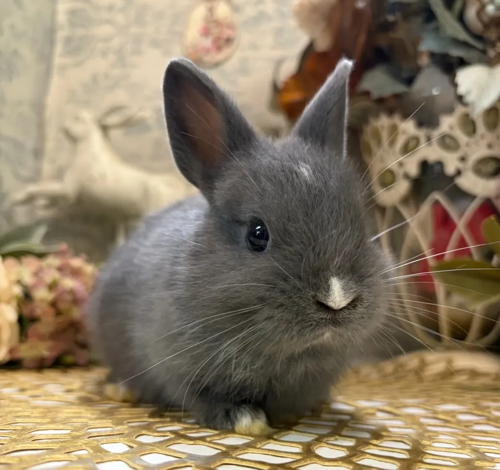 ポーリッシュ（オランダ血統）