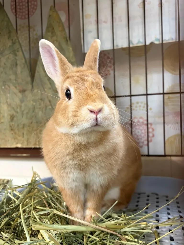 ミックスうさぎ