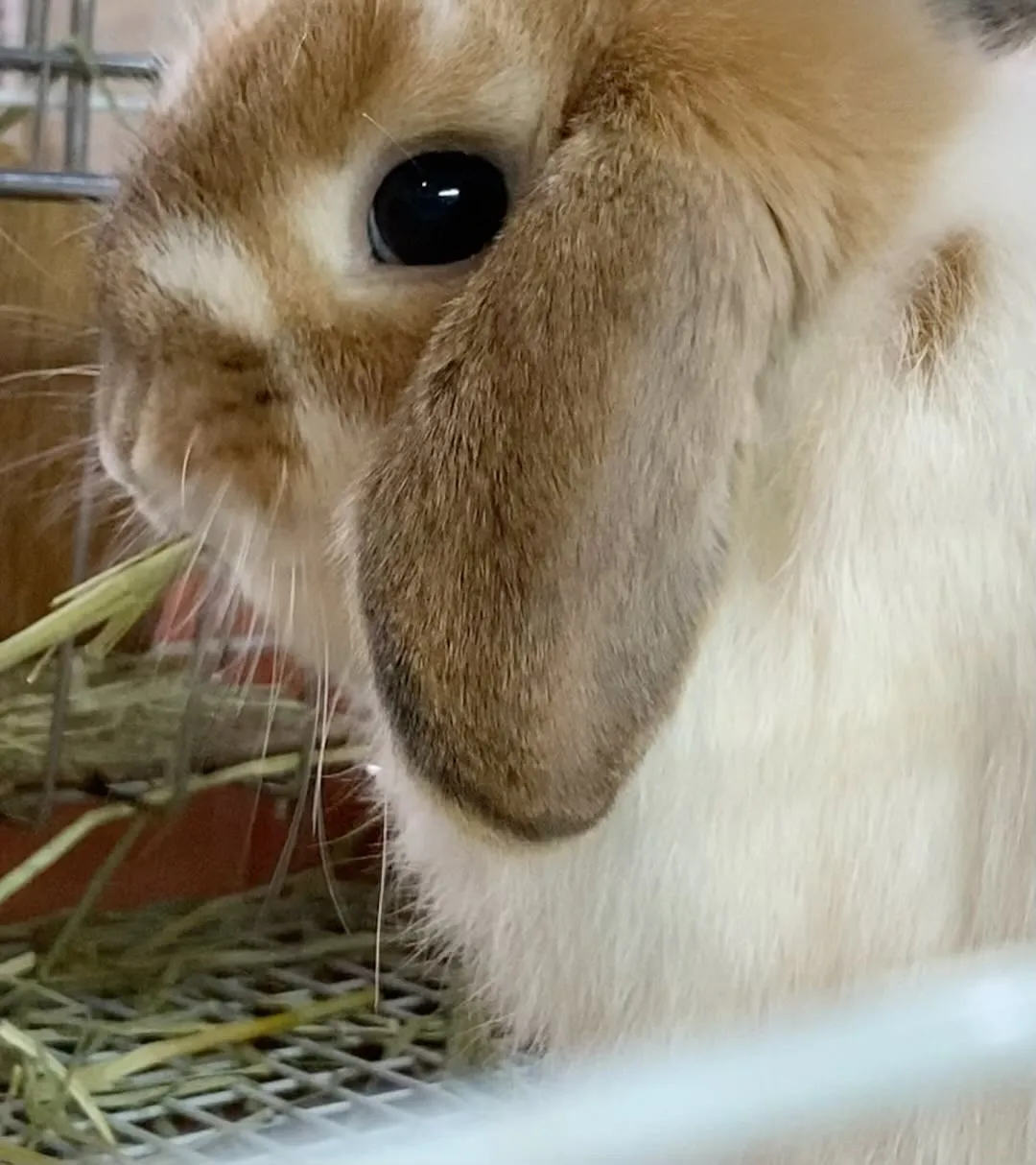 ぽりぽりぽりぽり…🌱✨