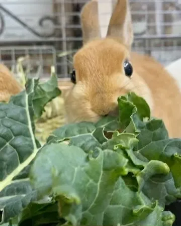 ケールうんまい❣️