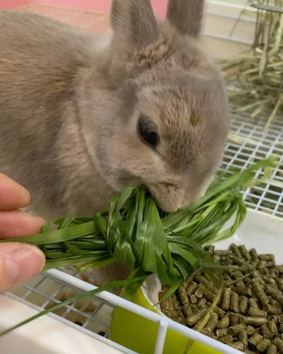 生牧草入荷しました♪