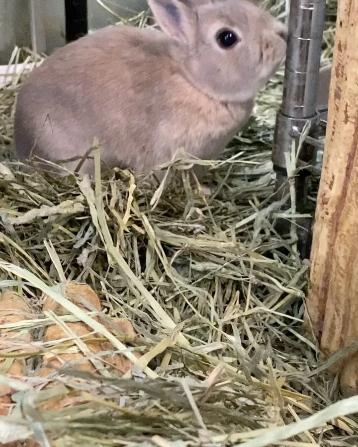 ★今日のうさこ★