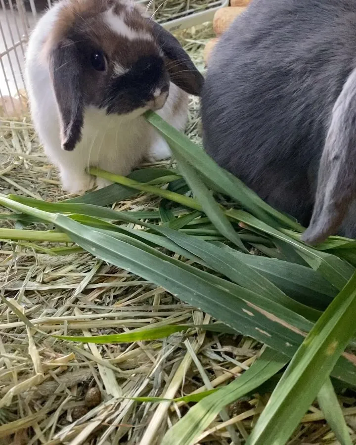 ⭐︎生オーツヘイ⭐︎