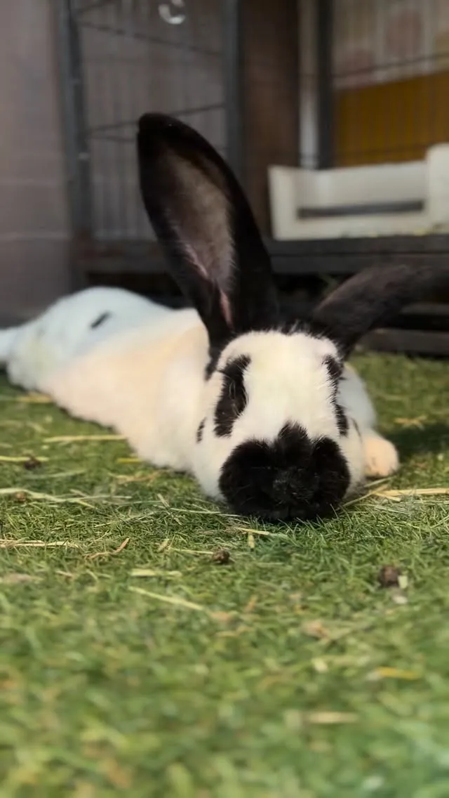 今日のファラオくん🐰🐼