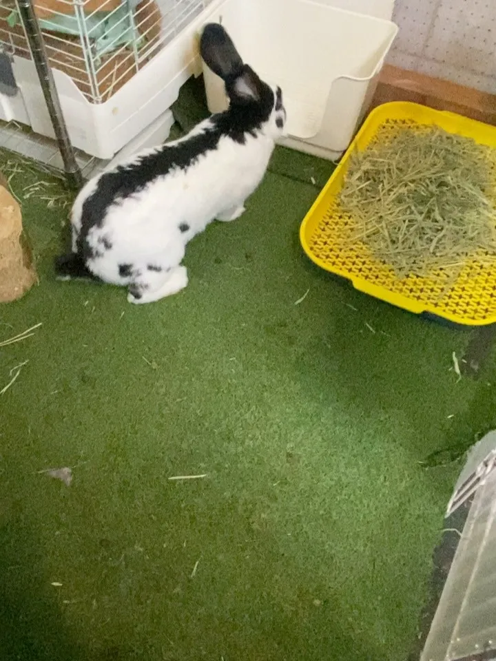 ☆BIGサイズトイレ☆